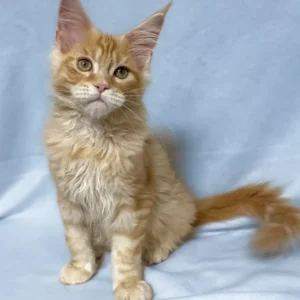 Tomas